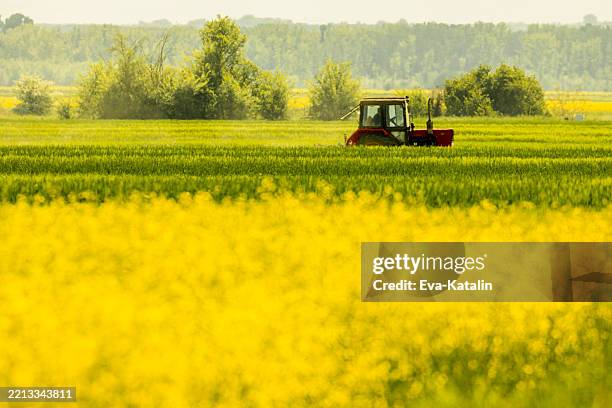 rape field - canola stock pictures, royalty-free photos & images