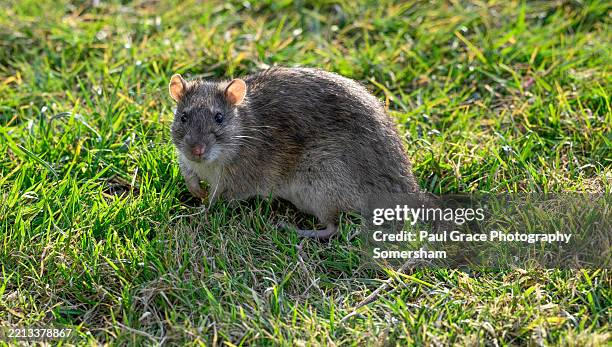 brown rat in a garden looking at camera. - rat stock pictures, royalty-free photos & images