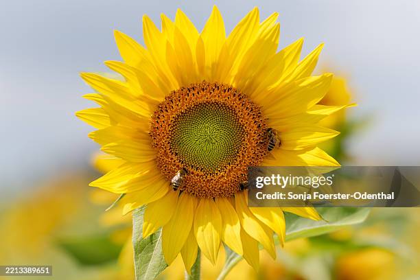 Shiny Sunflower With Three Bees