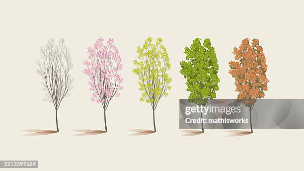 tree-through-seasons.jpg?s=