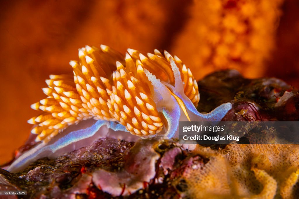 Nudibranch6Apr4-25