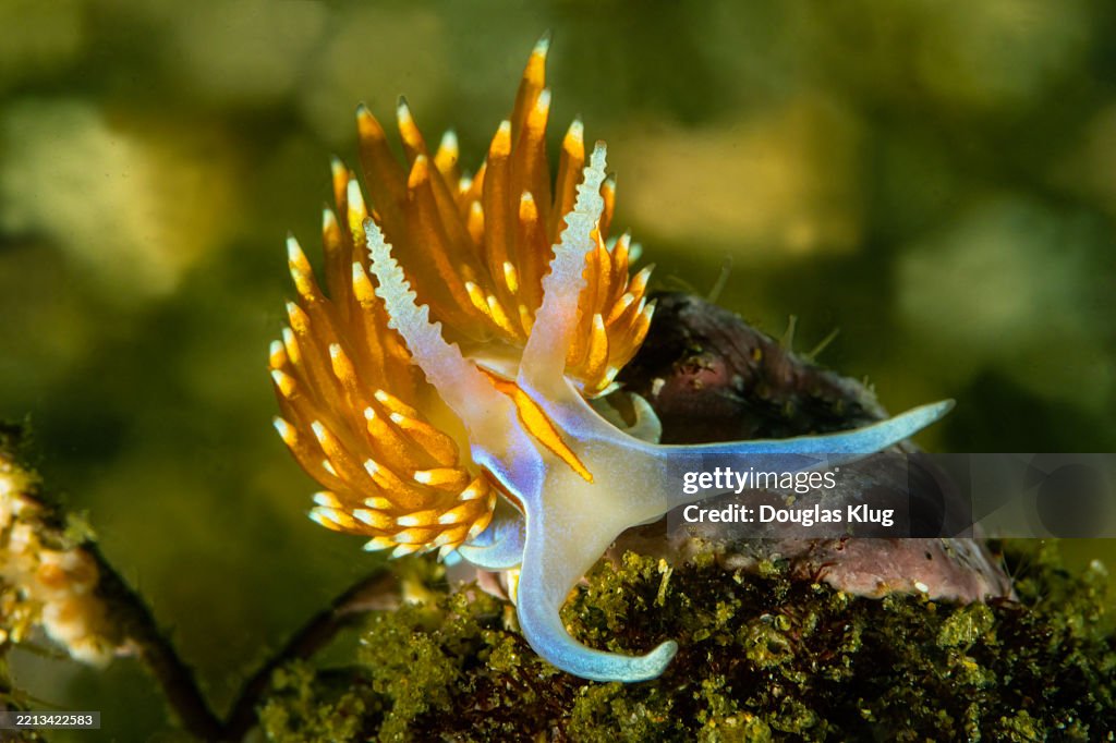 Nudibranch15Jan25-25