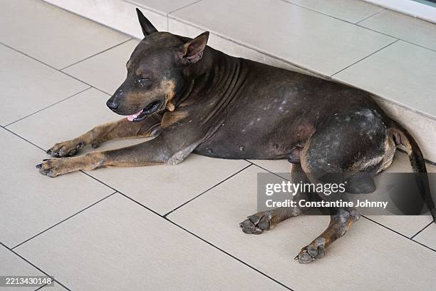 calm dog lying on tiled floor in relaxed position - scabies stock pictures, royalty-free photos & images