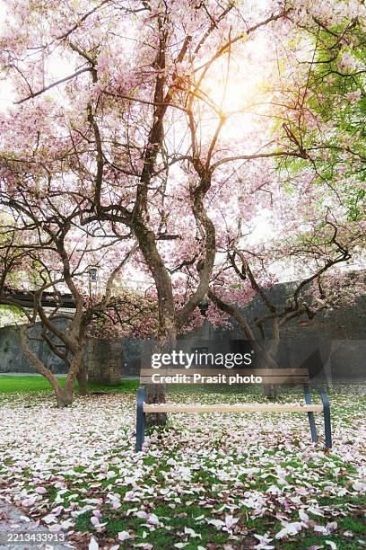 blossom haven bench beneath the magnolia canopy - canopy stock pictures, royalty-free photos & images