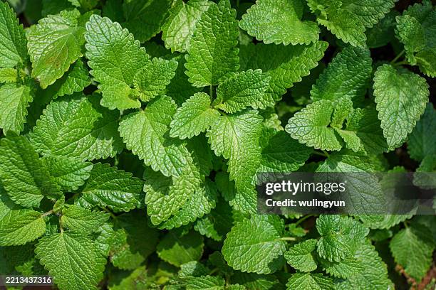 full frame of melissa leaves - spearmint stock pictures, royalty-free photos & images