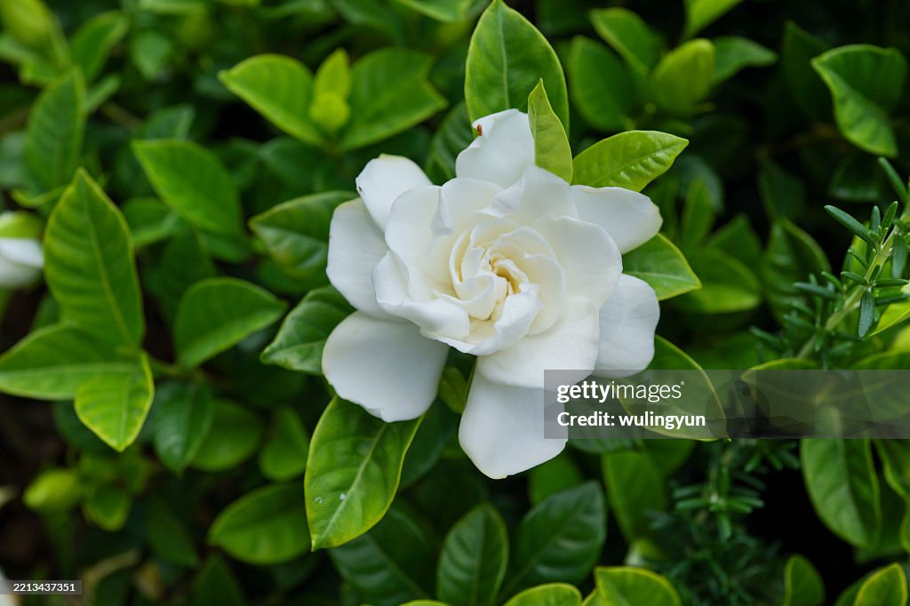 White flower head of Gardenia