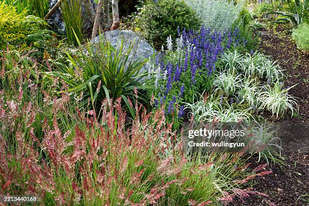 colorful perennial garden border - ornamental grass stock pictures, royalty-free photos & images