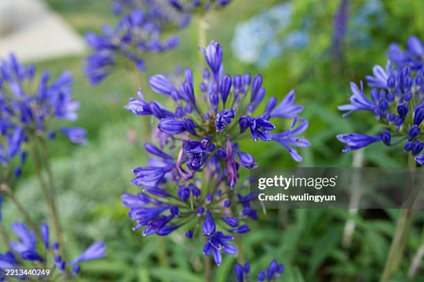 agapanthus africanus - african lily stock pictures, royalty-free photos & images