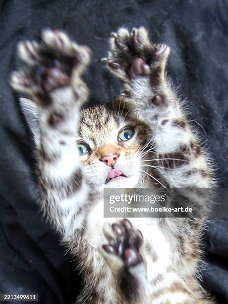 cute kitten lying on its back, stretching its legs - cat pawing stock pictures, royalty-free photos & images
