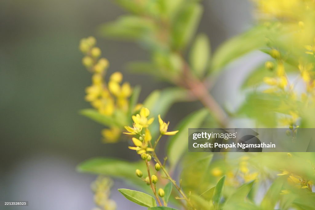 Little Yellow flower Thryallis glauca, Galphimia, Gold Shower medium shrub Dark yellow flowers inflorescence will be released at end of the branch tree blooming in garden on blurred nature background