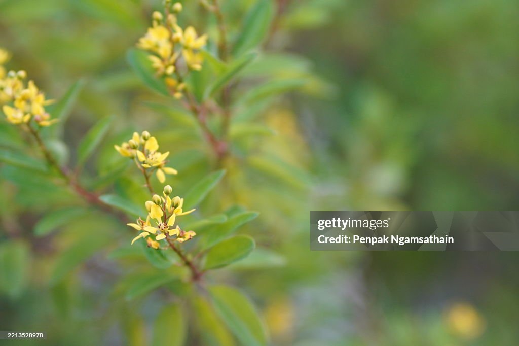 Ttle Yellow flower Thryallis glauca, Galphimia, Gold Shower medium shrub Dark yellow flowers inflorescence will be released at end of the branch tree blooming in garden on blurred nature background