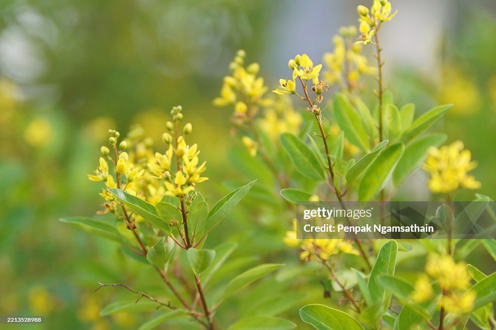 Ttle Yellow flower Thryallis glauca, Galphimia, Gold Shower medium shrub Dark yellow flowers inflorescence will be released at end of the branch tree blooming in garden on blurred nature background