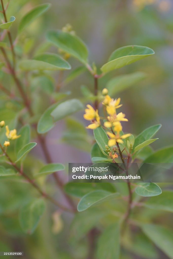 Galphimia, Gold Shower Thryallis glauca Ktze yellow flower