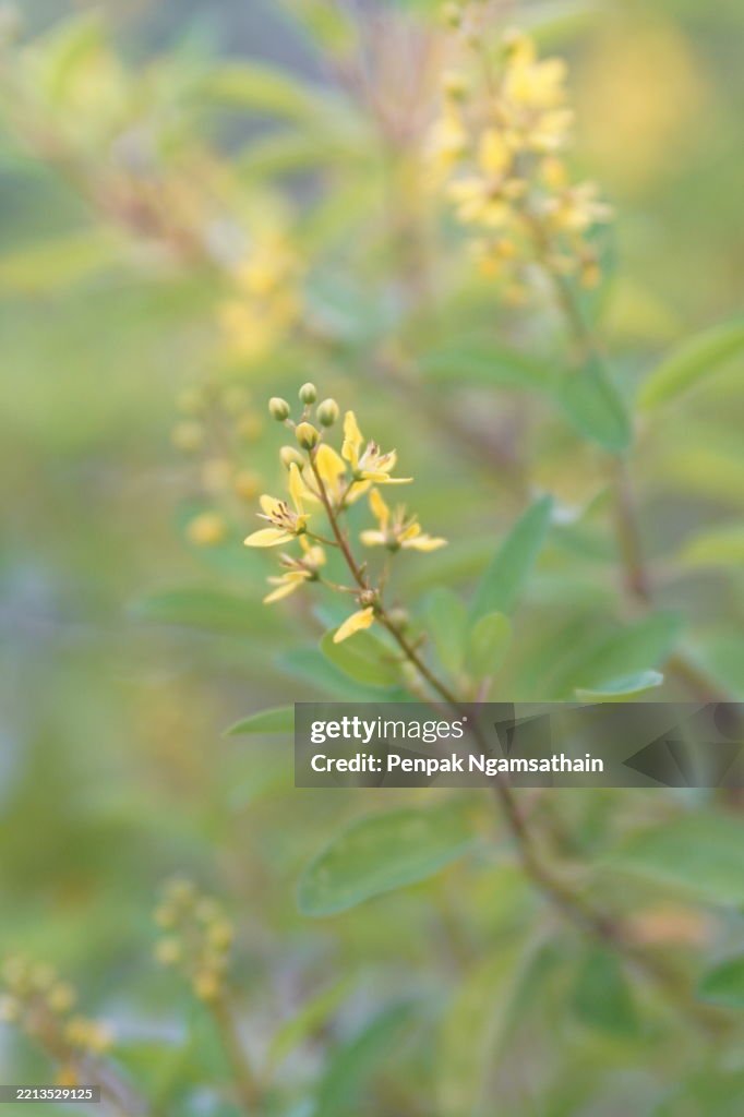 Galphimia, Gold Shower Thryallis glauca Ktze yellow flower