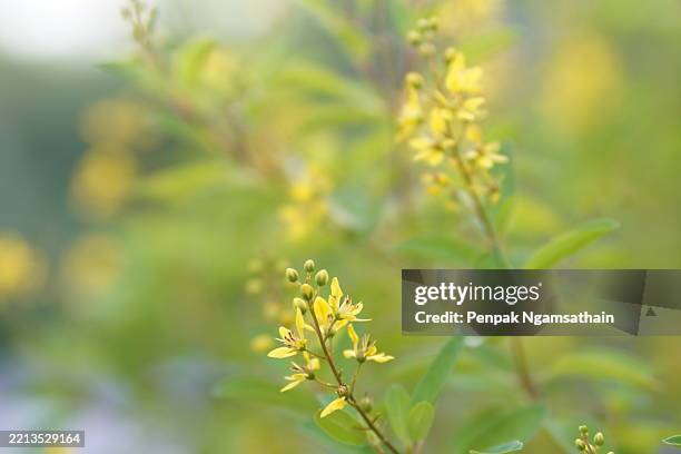 galphimia, gold shower thryallis glauca ktze yellow flower - galphimia glauca stock pictures, royalty-free photos & images