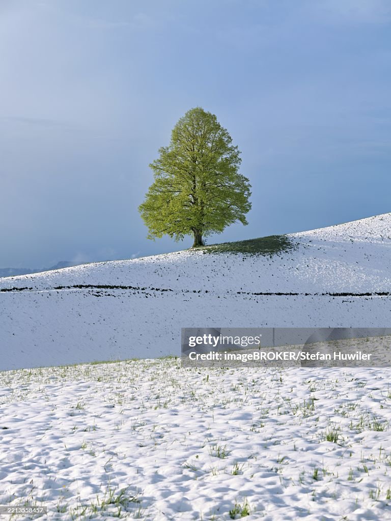 Solitary tree, lime tree (Tilia), standing on a snow-covered hill during leaf emergence, Neuheim, Canton Zug, Switzerland, Europe