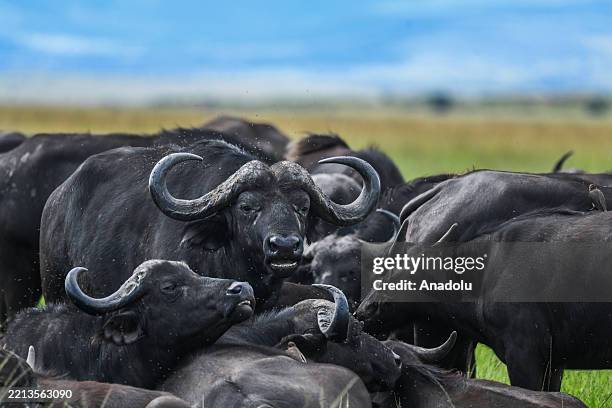 Water buffalos are seen at the Maasai Mara National Reserve, which is home to dozens of species of wildlife such as lions, leopards, cheetahs,...