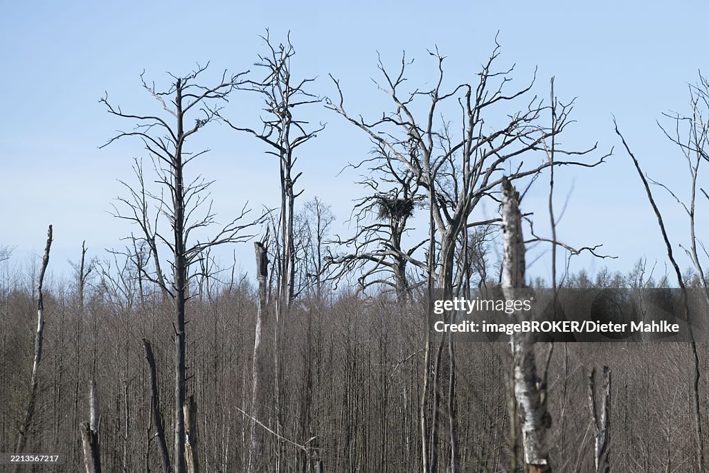 White-tailed eagle (Haliaeetus albicilla) White-tailed eagle nest on an old dead oak tree, Schorheide, Brandenburg, Germany, Europe