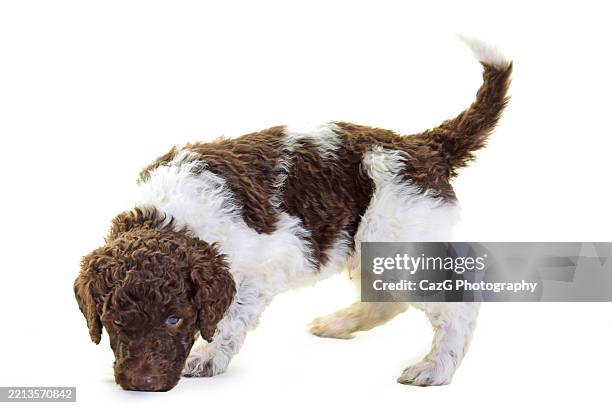 standard poodle 4 week old studio - standard poodle stock pictures, royalty-free photos & images
