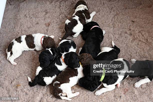 Newborn Standard Poodle Puppys High-Res Stock Photo Getty Images
