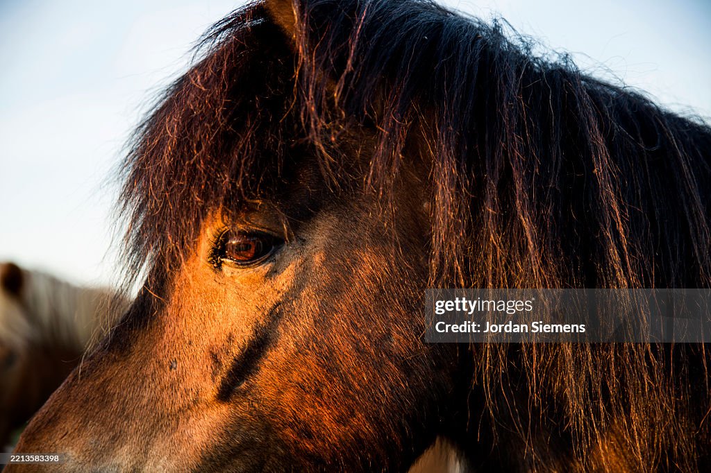 A unique horse in Iceland