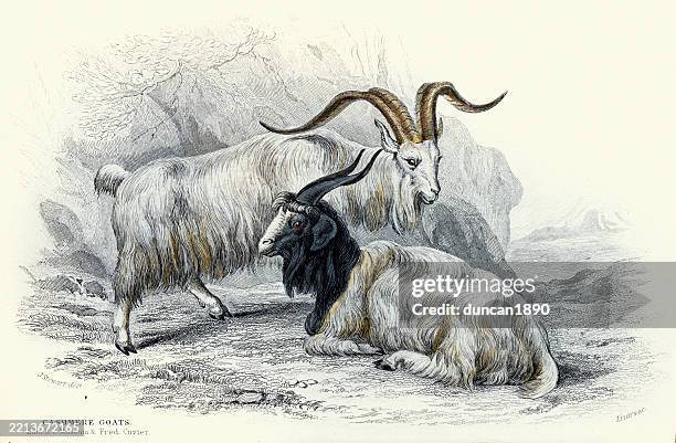 kaschmirziege, capra hircus lanigera, wildtier-kunstdruck, 19. jahrhundert - kaschmirwolle stock-grafiken, -clipart, -cartoons und -symbole