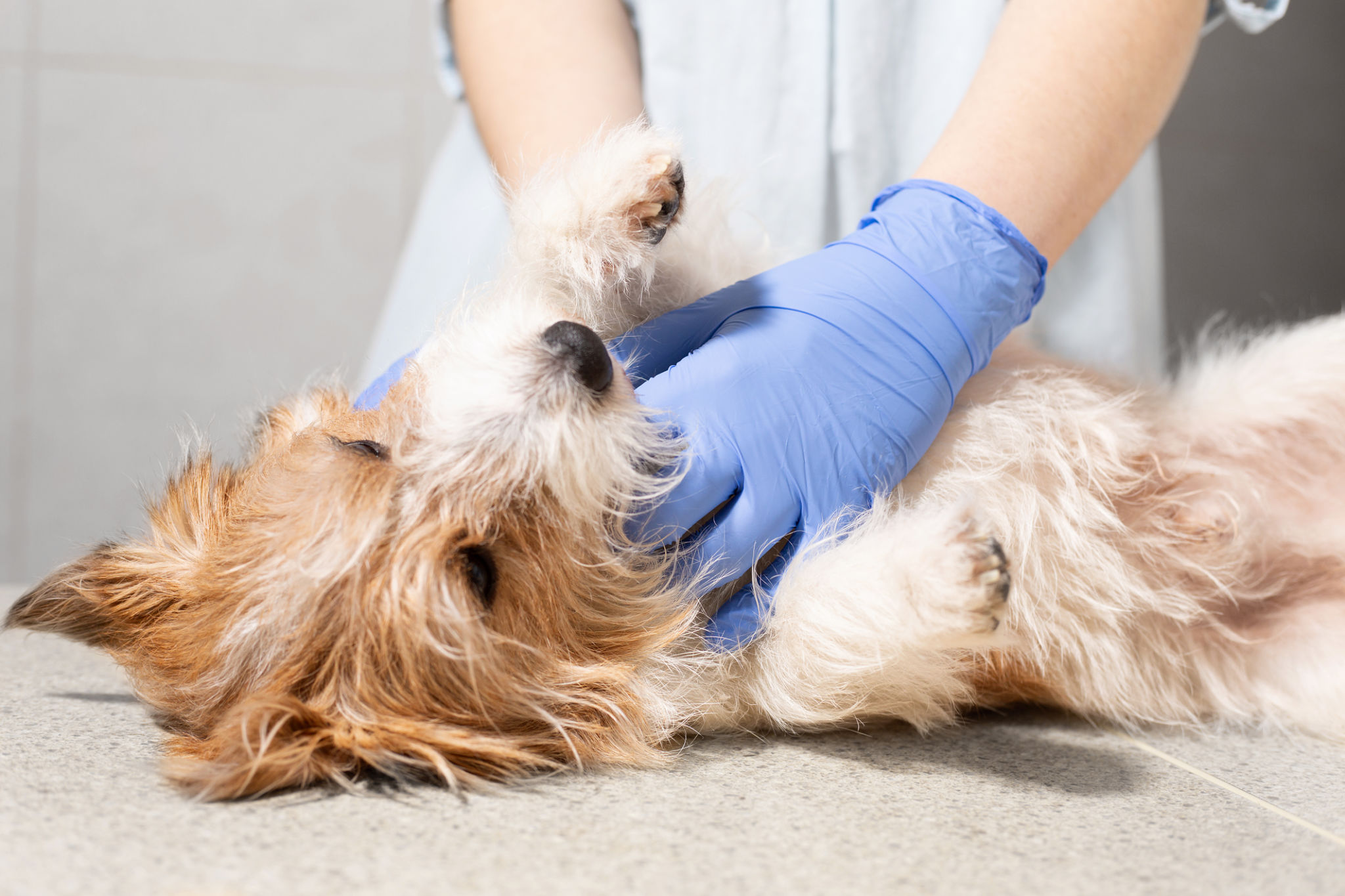 vet examining dog