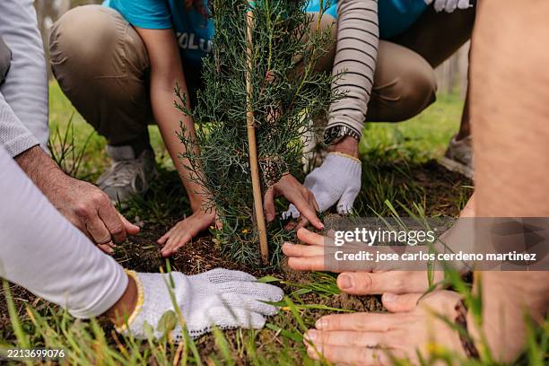 volunteers planting a small tree in the ground - reforestation stock pictures, royalty-free photos & images