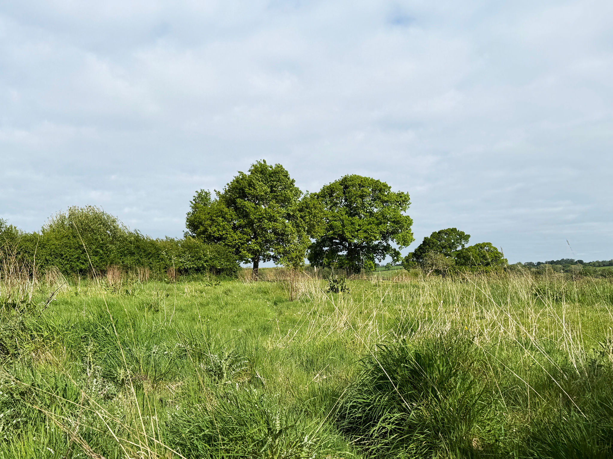 Trees in a meadow Trees in a meadow