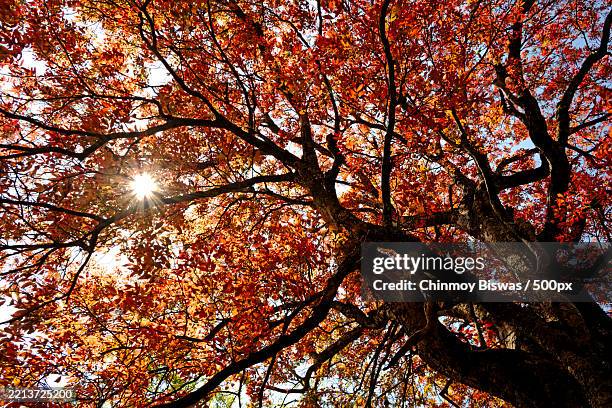 sunlight filtering through autumn leaves of a tree,india - tree canopy stock pictures, royalty-free photos & images