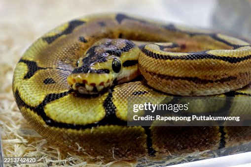 Ball Python (python regius) also called royal python portrait Captive Ball Python (python regius) also called royal python portrait Captive