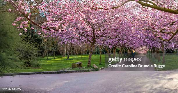 cherry trees in blossom at bispebjerg cemetery, copenhagen, denmark - cemetery stock pictures, royalty-free photos & images