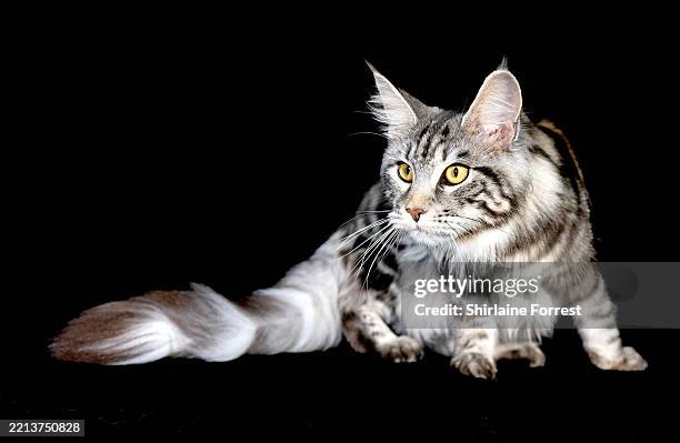 MacMaines Nala, a silver tabby Maine Coon cat is seen in a studio portrait during the GCCF Midland Championship Show at Stoneleigh NAEC on May 03,...