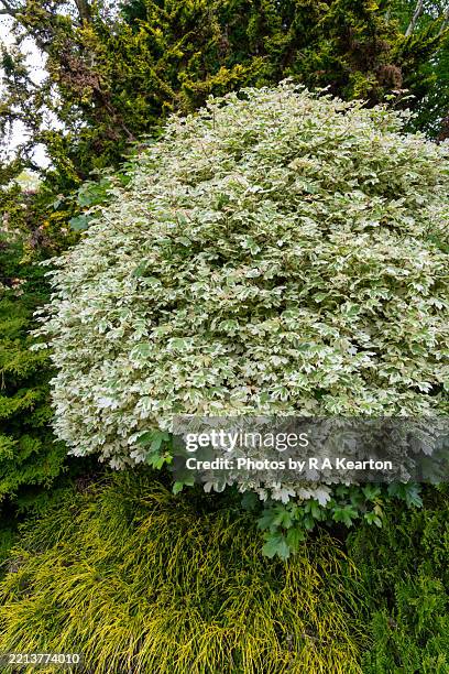 acer campestre 'carnival' in a spring garden - maple tree stock pictures, royalty-free photos & images
