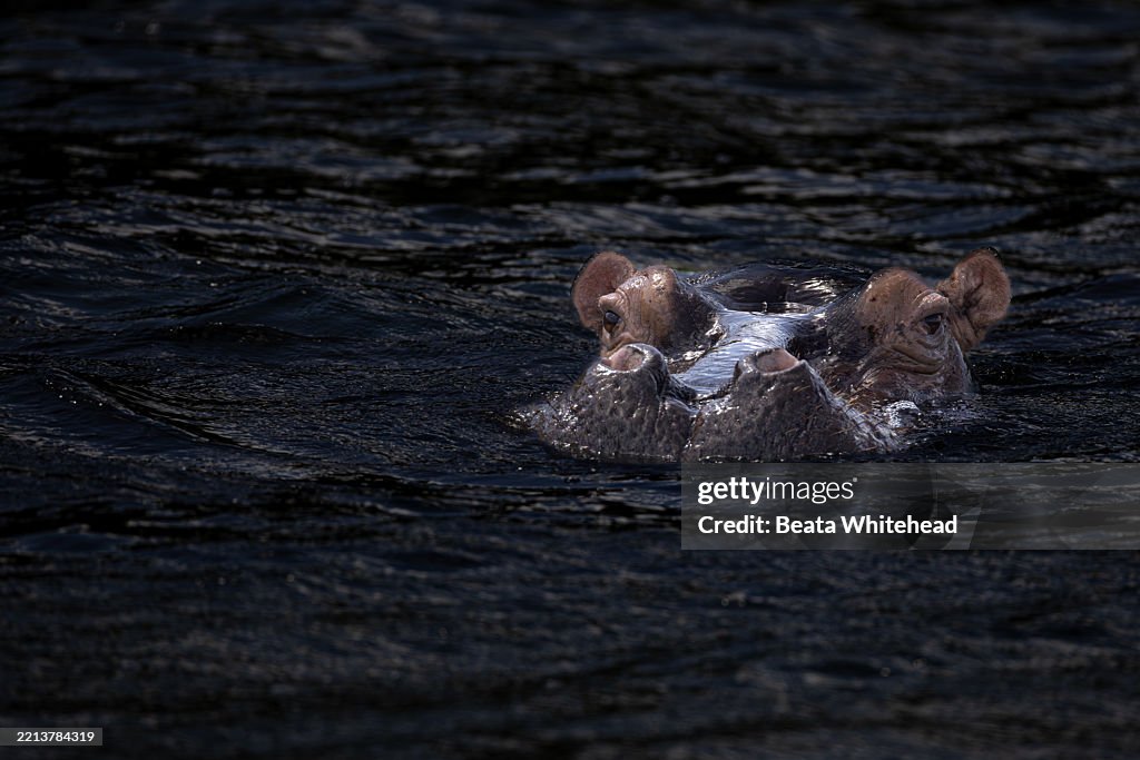 Hippopotamus surfacing in Kosi Lake at iSimangaliso Wetland Park