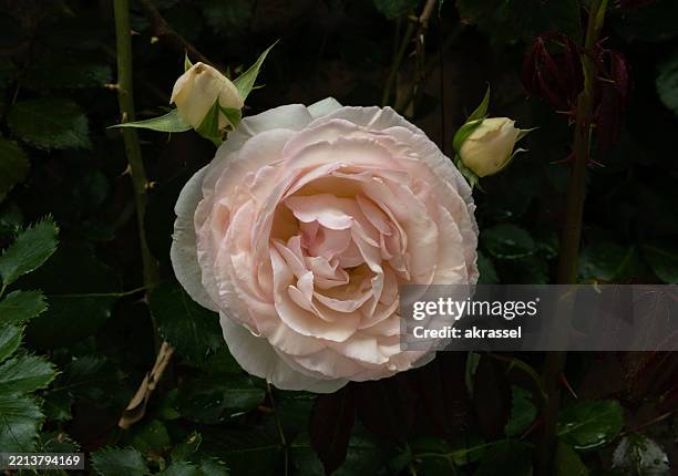 Descubre la Magia Rosa: Más Allá de los Hechizos Comunes