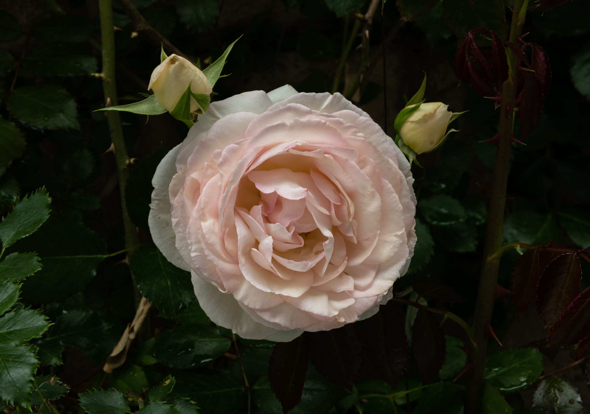 Magi Rosa Descubre la Magia Rosa: Más Allá de los Hechizos Comunes