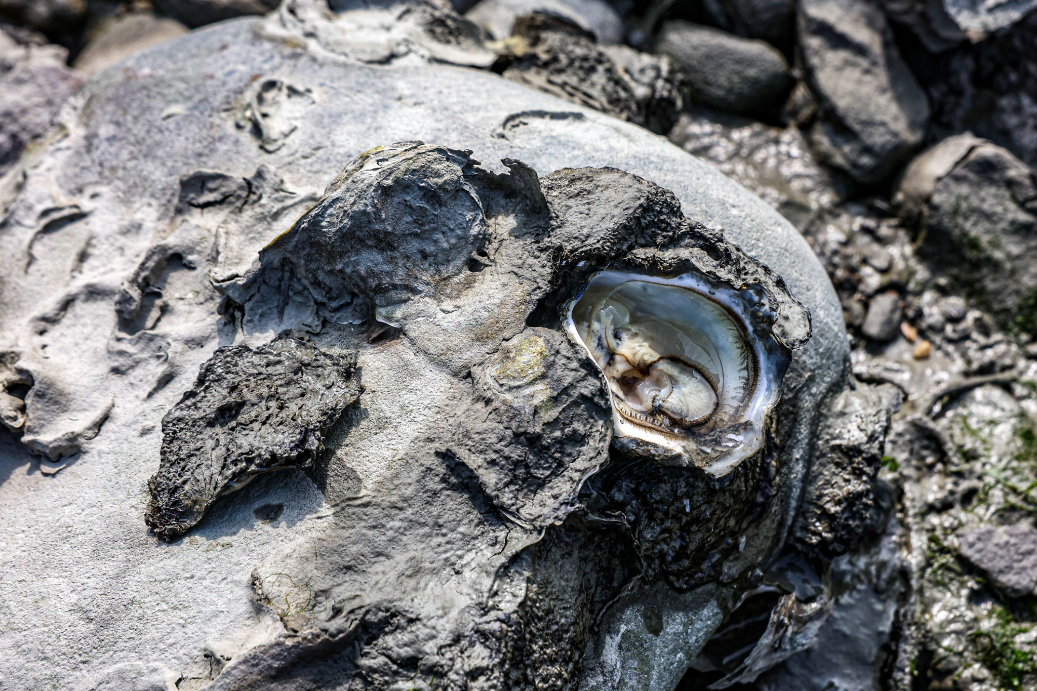 seafood traceability