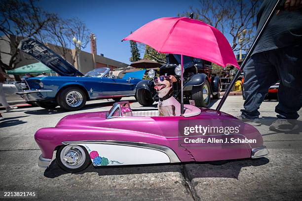 Culver City, CA Amid a hot sunny day Sergio Prado of Temecula pushes Homer, sporting sunglasses and under an umbrella, in a miniature 1951 Mercury he...