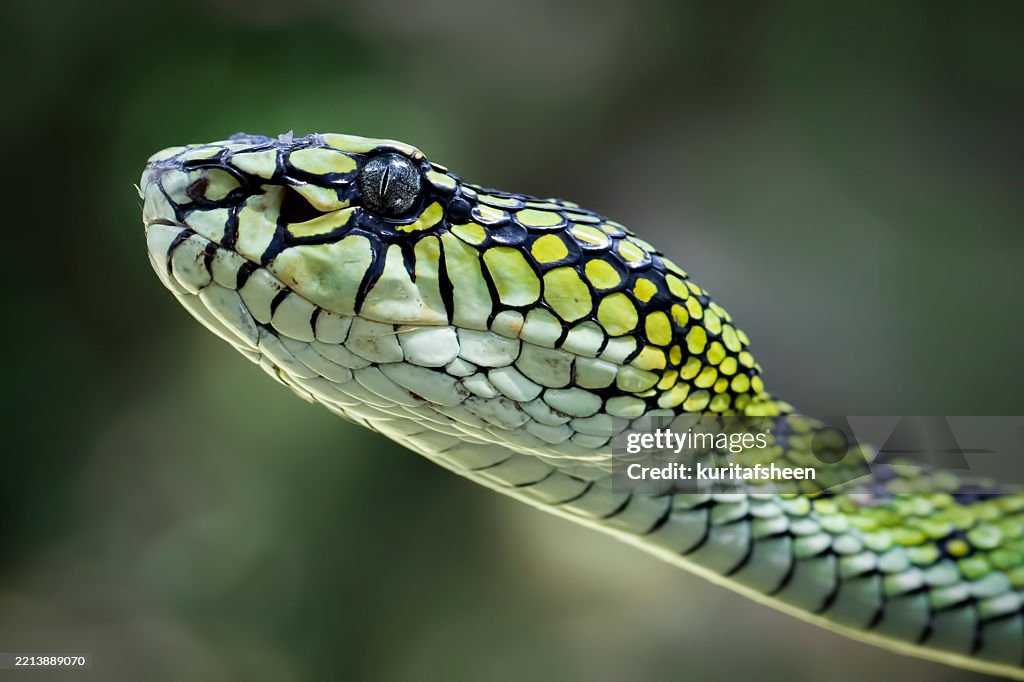 Close-up side view of the head of a Sumatran palm pit viper (Parias sumatranus), Indonesia