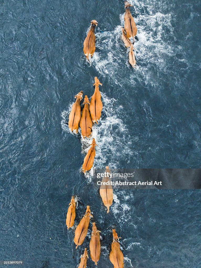 Drone image looking down on a herd of Balinese cattle crossing a river, Bali, Indonesia