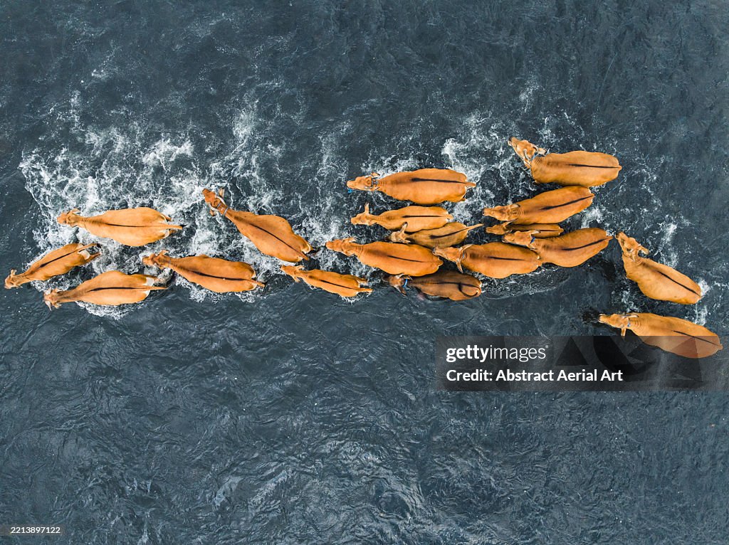 Herd of Balinese cattle crossing a river photographed from a drone point of view, Bali, Indonesia