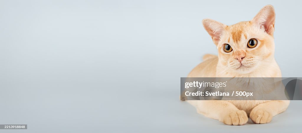 Full-length portrait of cream-colored Burmese cat on blue background in studio