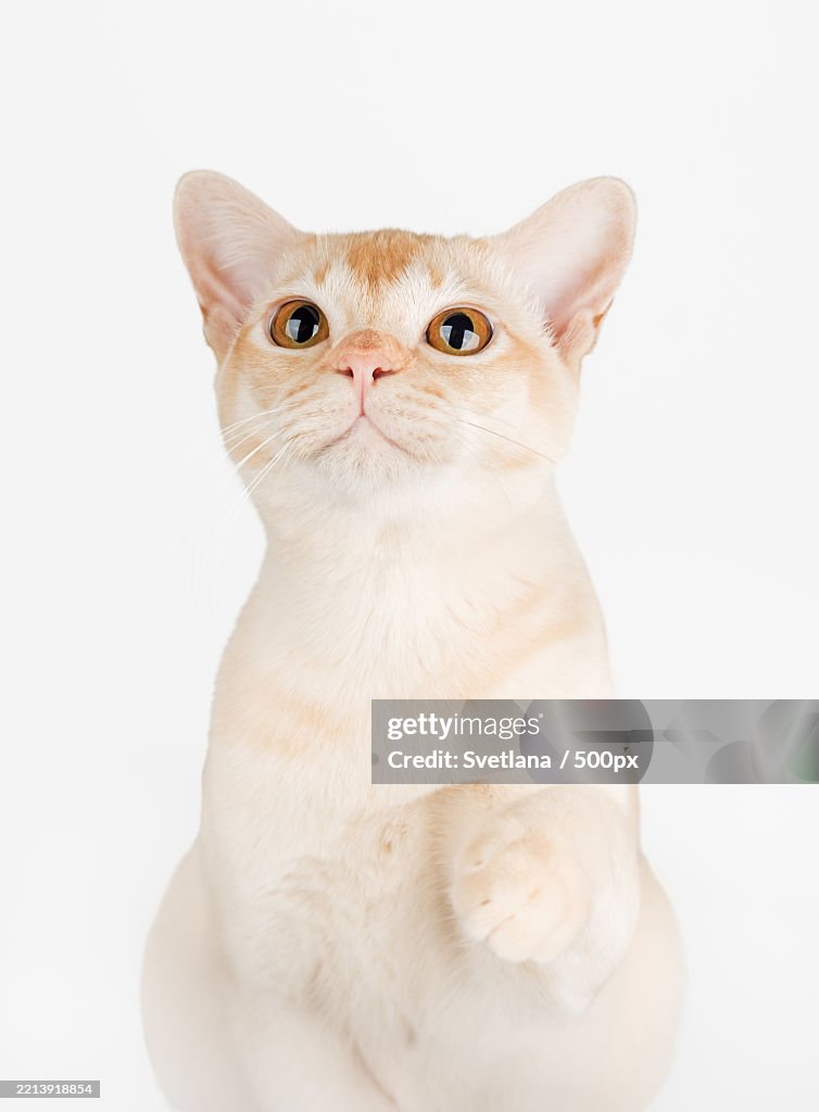 Burmese cream cat on white background