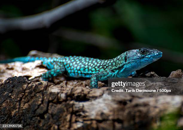 close-up of collared lizard on tree - animal markings stock pictures, royalty-free photos & images