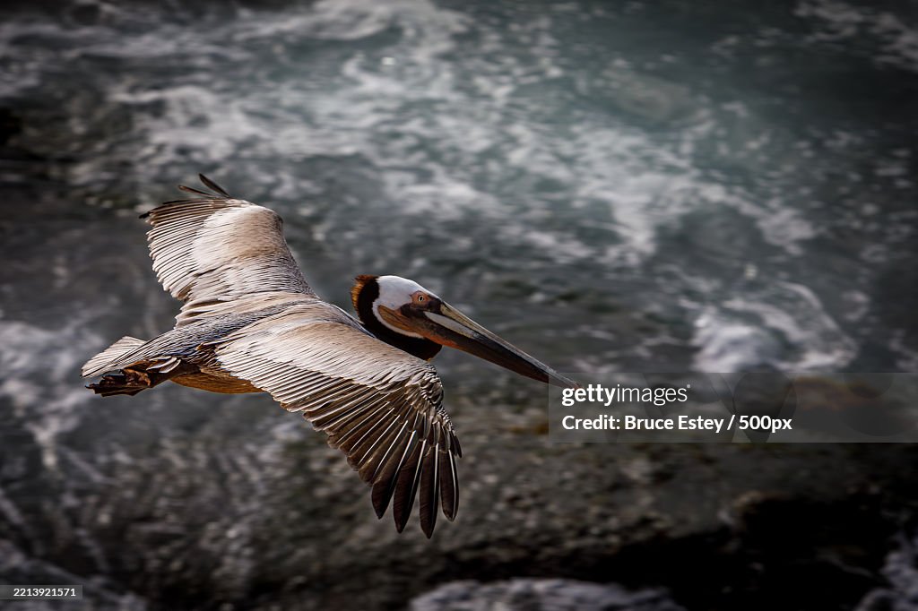 Close-up of pelican flying over sea,California,United States,USA