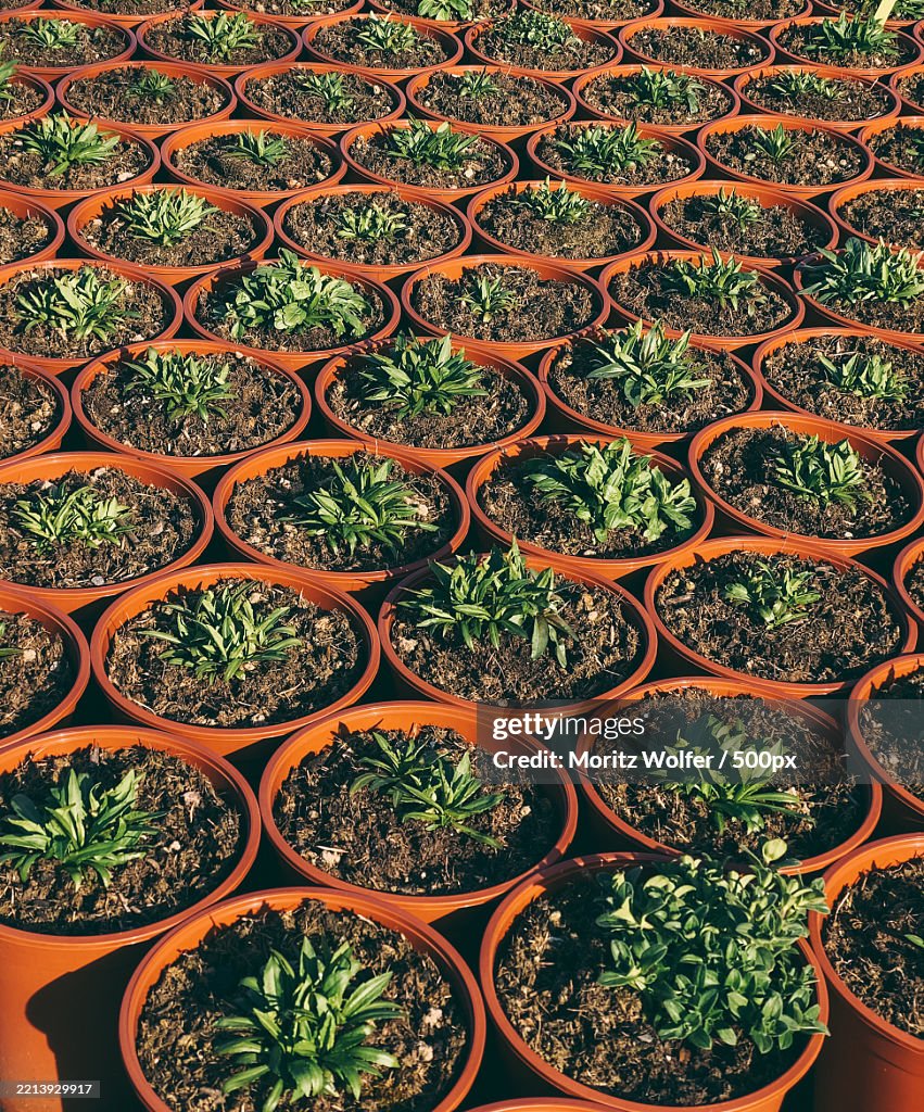 Full frame shot of potted plants