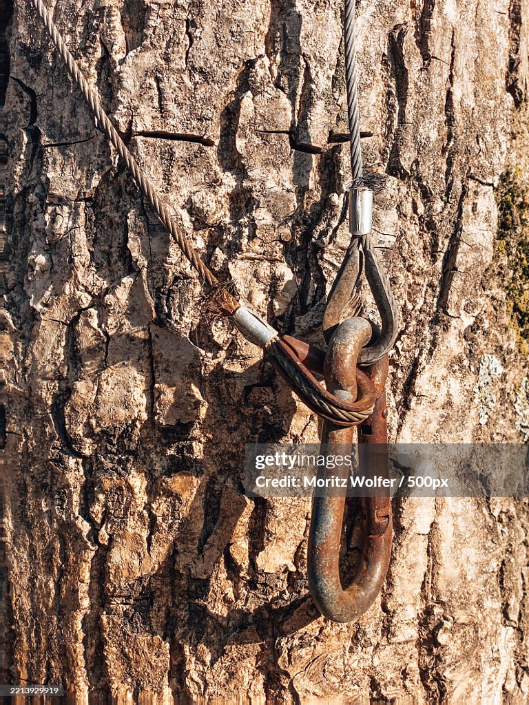 Macro view tree with metal Analog feeling
