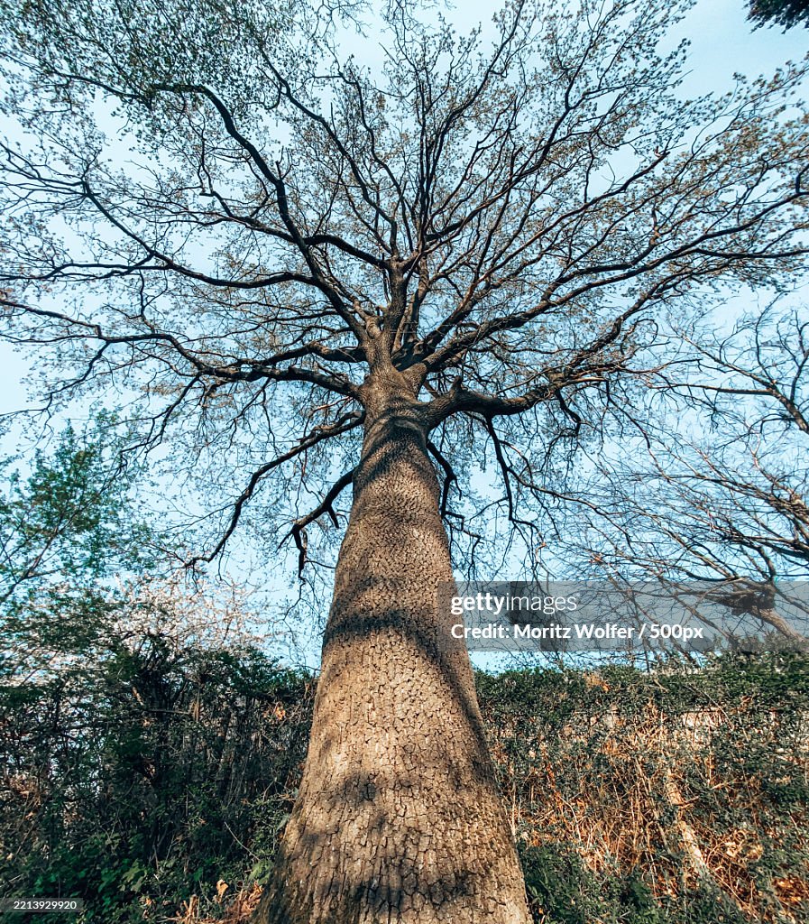 Wideview of an Old Tree Fisheye