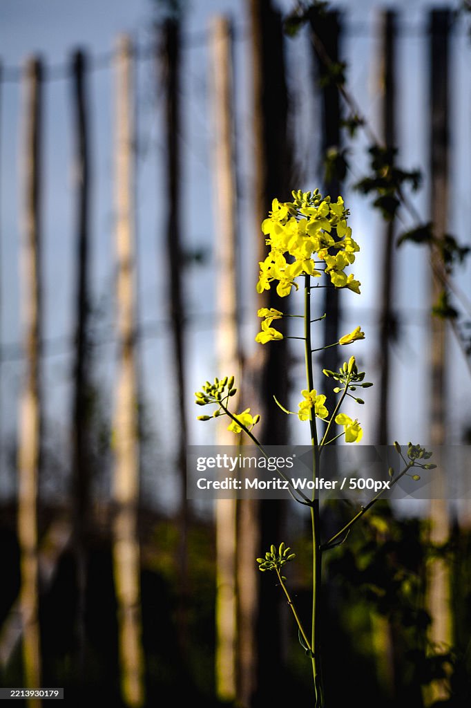 Single yellow flower analog moddy felling